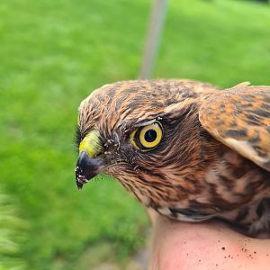 Eurasian sparrowhawk