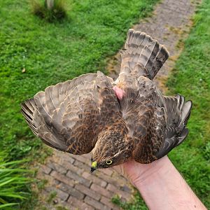 Eurasian sparrowhawk
