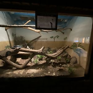 Black spitting cobra exhibit