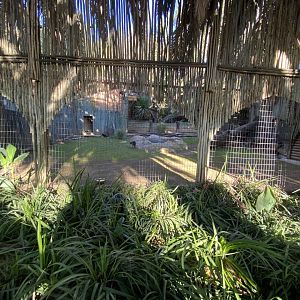 Blue duiker enclosure 1