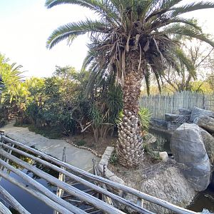 Back of lemur falls enclosure