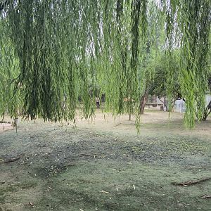 Red Kangaroo exhibit
