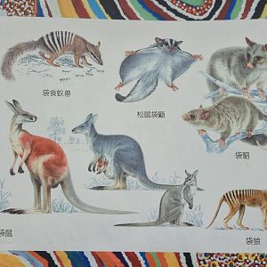 Marsupials Educational display