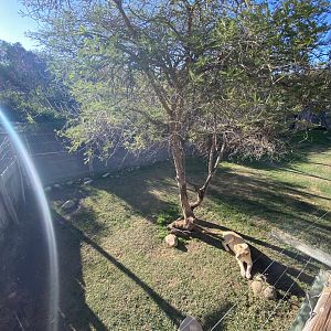 1st half of white lion enclosure