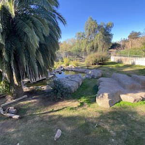 White Bengal tiger enclosure