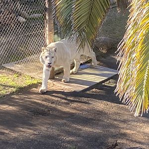 White tiger
