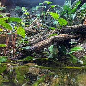 Chinese crocodile lizard (exhibit) : Whipsnade : 29 Jun 2025