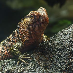 Chinese crocodile lizard : Whipsnade : 13 Jul 2025