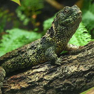 Chinese crocodile lizard : Whipsnade : 13 Jul 2025