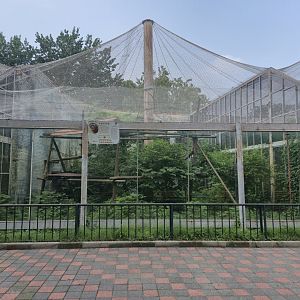 Eastern Hoolock Gibbon exhibit