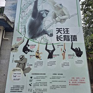 Gibbon educational display
