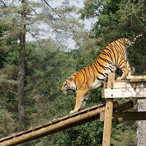 Amur tiger : Whipsnade : 13 Jul 2025