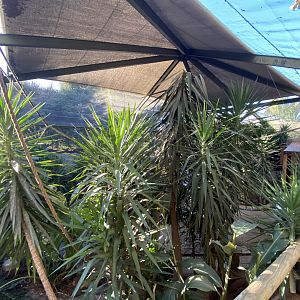 View of lorikeet walkthrough