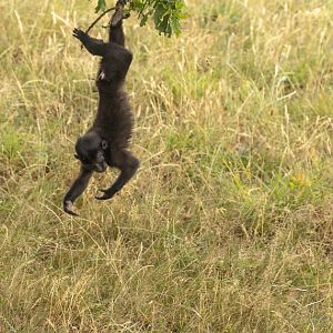 Sulawesi crested macaque : Whipsnade : 13 Jul 2025