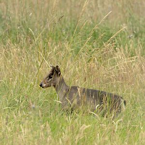 Tufted deer (Michie's tufted deer) : Whipsnade : 29 Jun 2025