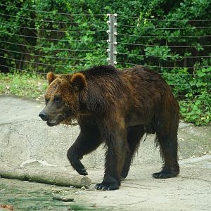 Brown Bear