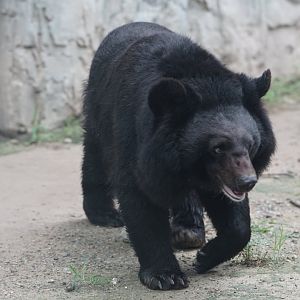 Asiatic Black Bear