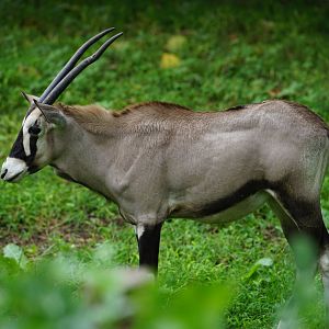 Gemsbok