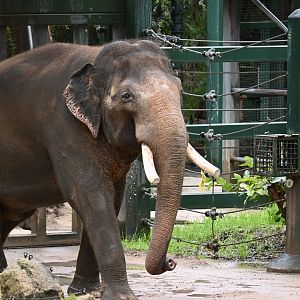 Perth Zoo's Bull Elephant 1/8/25-Putra Mas