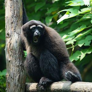 Skywalker Hoolock Gibbon