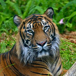 Jaya-Sumatran Tiger-3/4/25