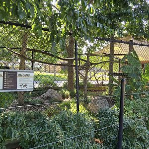 Hoffman's two-toed sloth