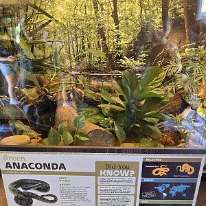 Green anaconda