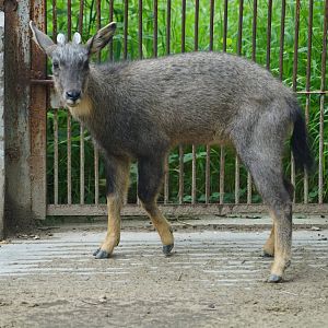 Chinese Goral