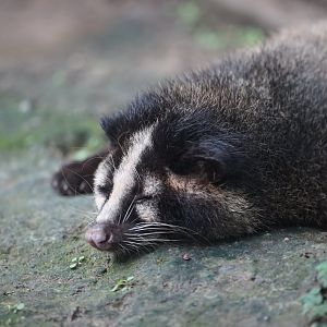Taiwan Masked Palm Civet