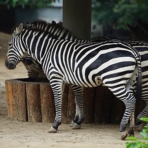 Plain Zebra