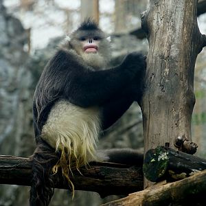 Black Snub-nosed Monkey