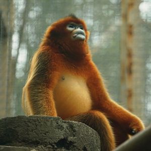 Golden Snub-nosed Monkey