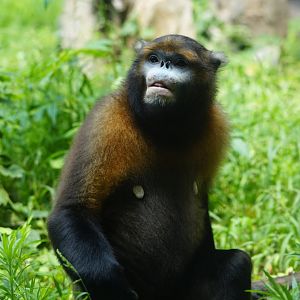 Gray Snub-nosed Monkey