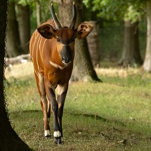 Bongo (Eastern bongo) : Whipsnade : 01 Aug 2025