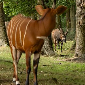 Bongo (Eastern bongo) : Whipsnade : 01 Aug 2025