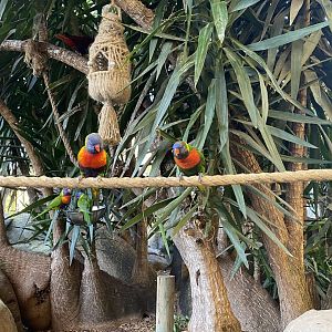 Rainbow lorikeets