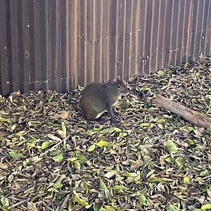 Red-rumped agouti