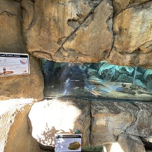 Cape coral snake exhibit