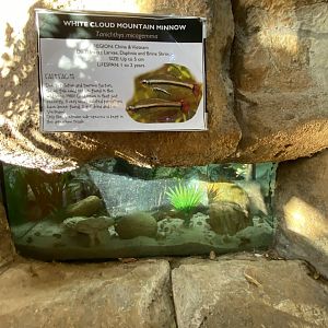 White cloud mountain minnow aquarium