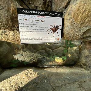 Golden knee Chaco tarantula exhibit