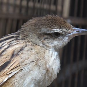 Striated grassbird (Megalurus palustris palustris)