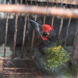 Javan coppersmith barbet (Psilopogon haemacephalus roseus)
