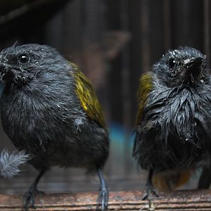 Grey-bellied bulbul (Ixodia cyaniventris cyaniventris)