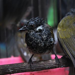 Malayan scaly-breasted bulbul (Ixodia squamata webberi)