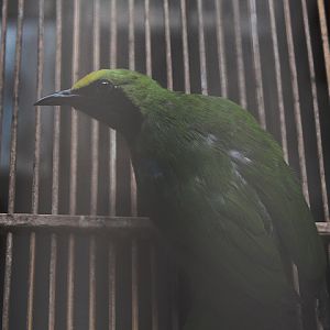 Lesser green leafbird (Chloropsis cyanopogon cyanopogon)