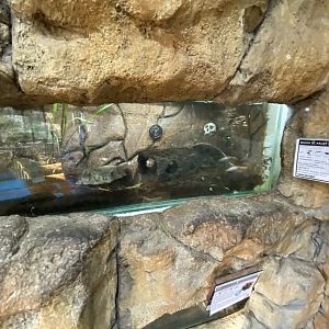 Bahia scarlet bird eater tarantula exhibit