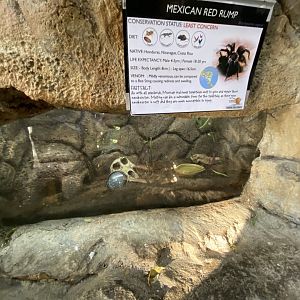 Mexican red rump tarantula exhibit