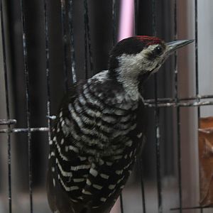 Freckle-breasted woodpecker (Dendrocopos analis analis)