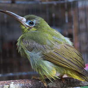 Spectacled spiderhunter (Arachnothera flavigaster)