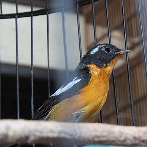 Mugimaki flycatcher (Ficedula mugimaki)